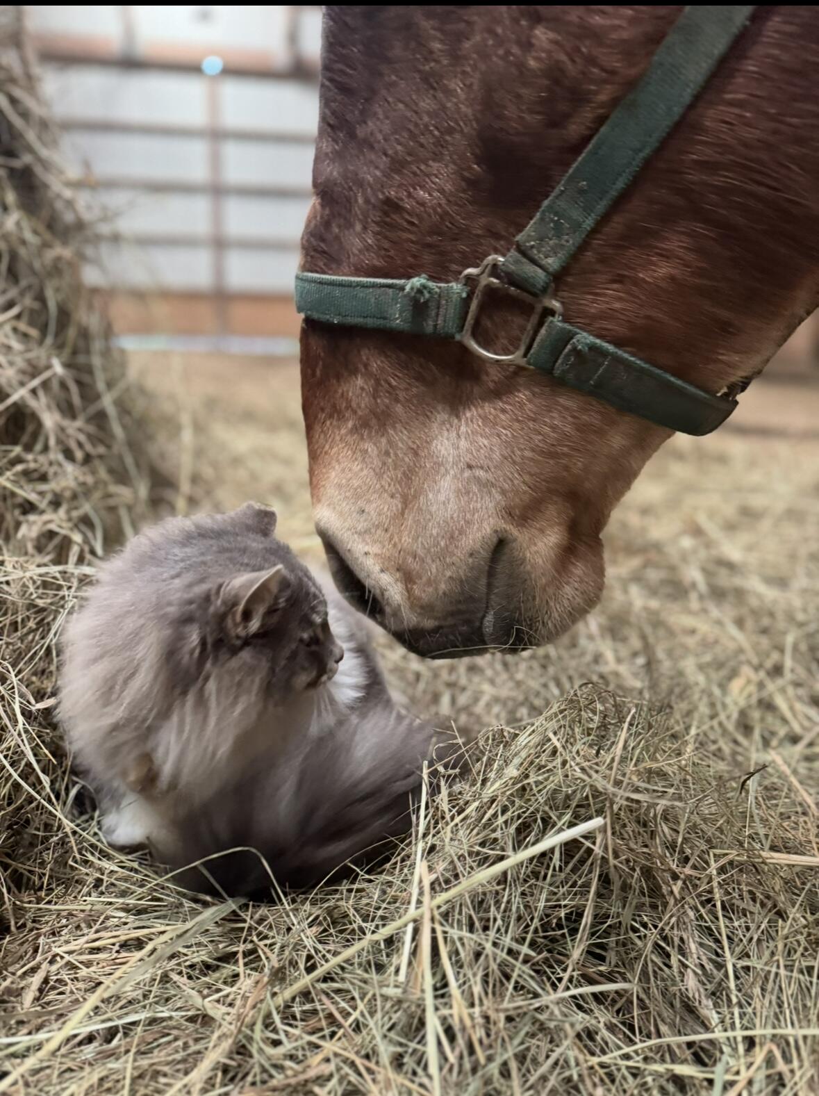 Campaign cover image for February Vet Care