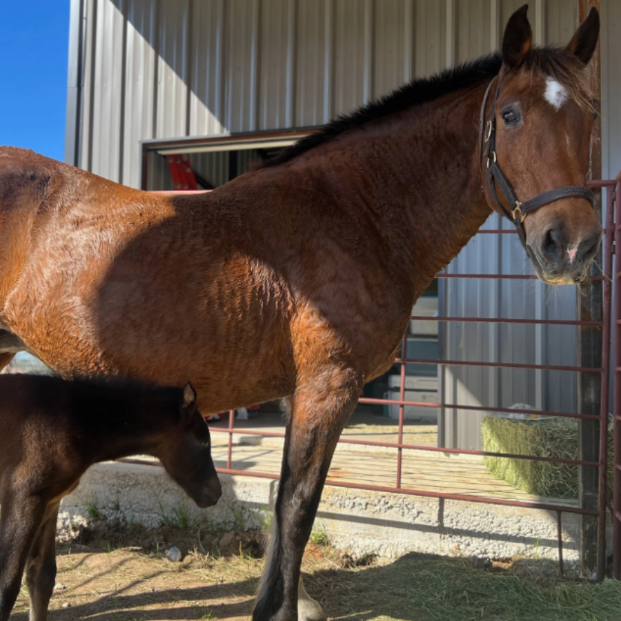 Campaign cover image for Sponsor Millie