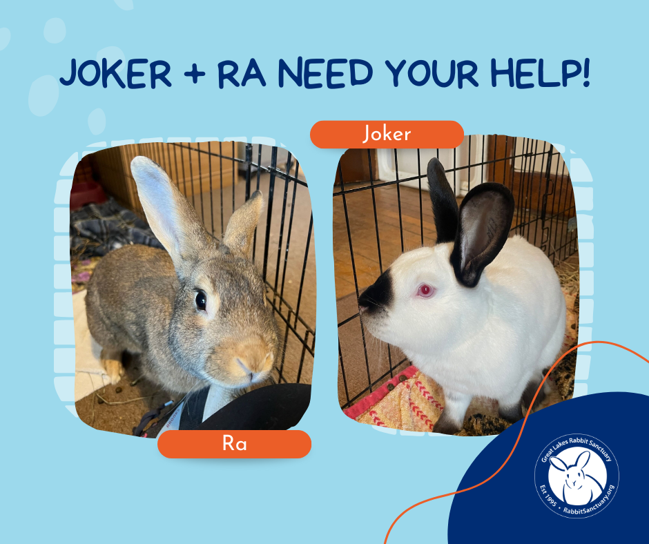 Campaign cover image for Joker and Ra Need Your Help!