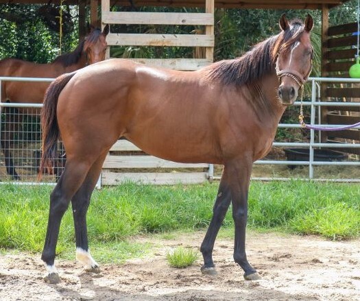 Campaign cover image for Help Feed the Horses at HART