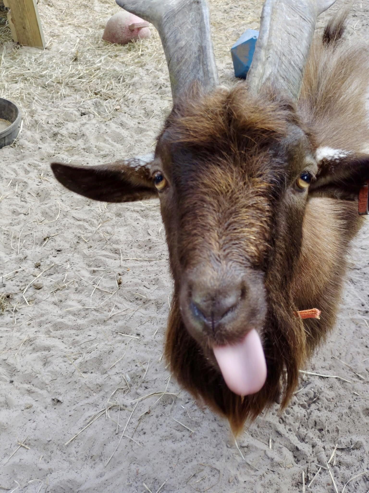 Campaign cover image for Hay There, Winter!