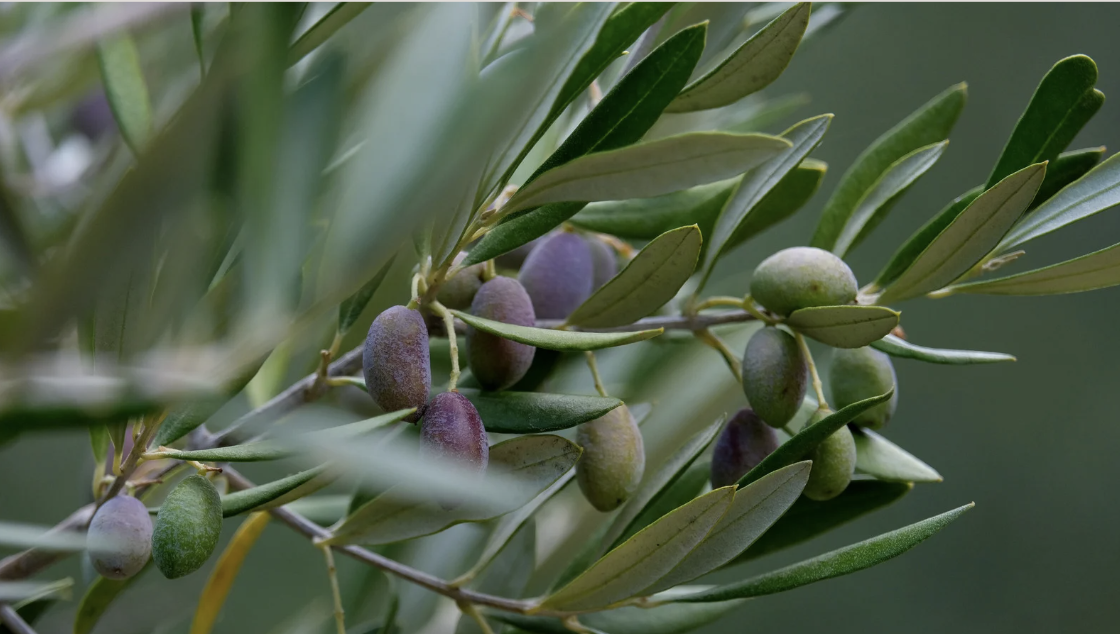 Campaign cover for Farmhand Olive Oil