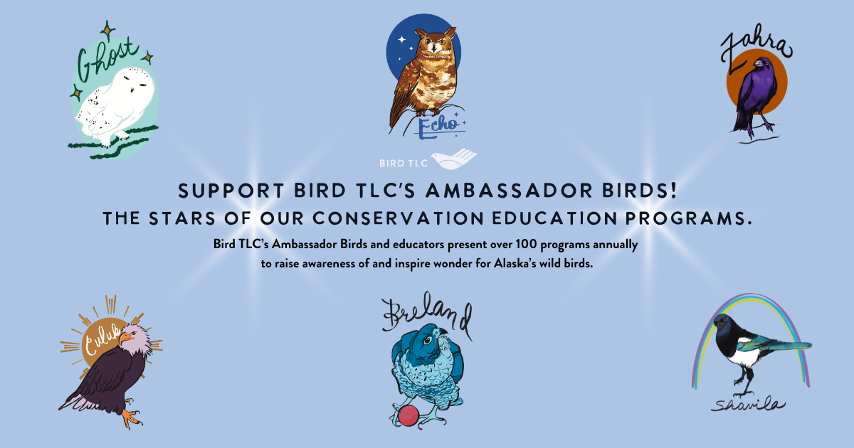 Campaign cover image for Support the Ambassador Birds