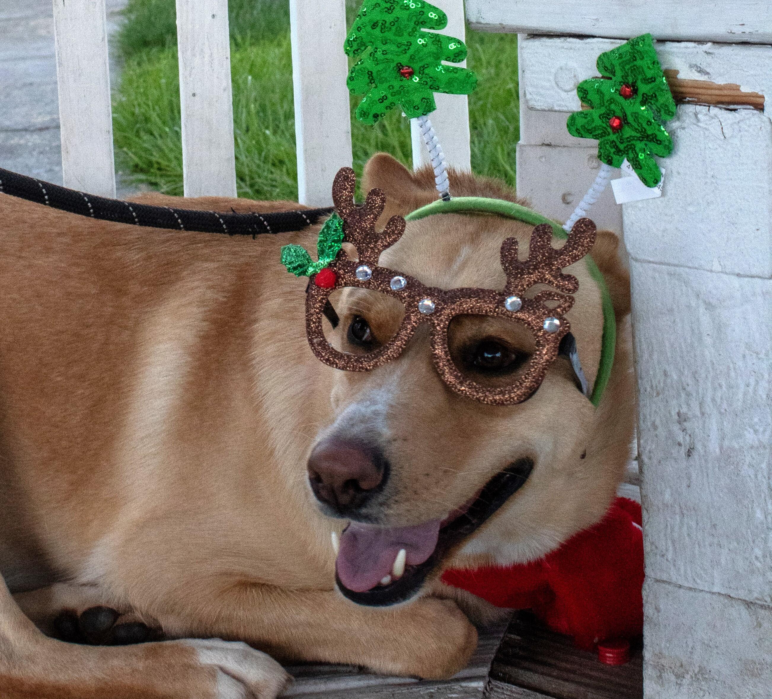 Campaign cover for Christmas Doggy Drive 2026