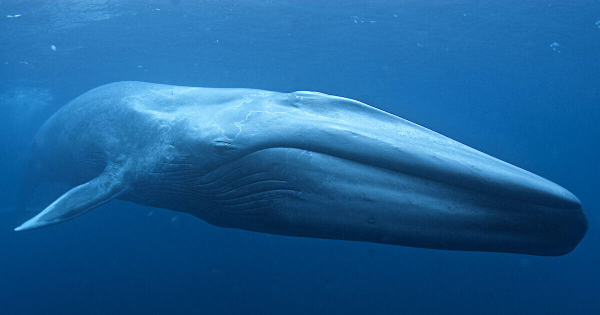 Campaign cover image for Whale Watching 2026
