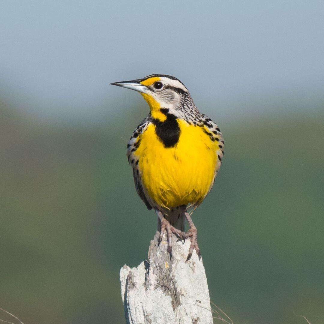 Campaign cover image for Summer Birding Walk at Shawangunk Grasslands