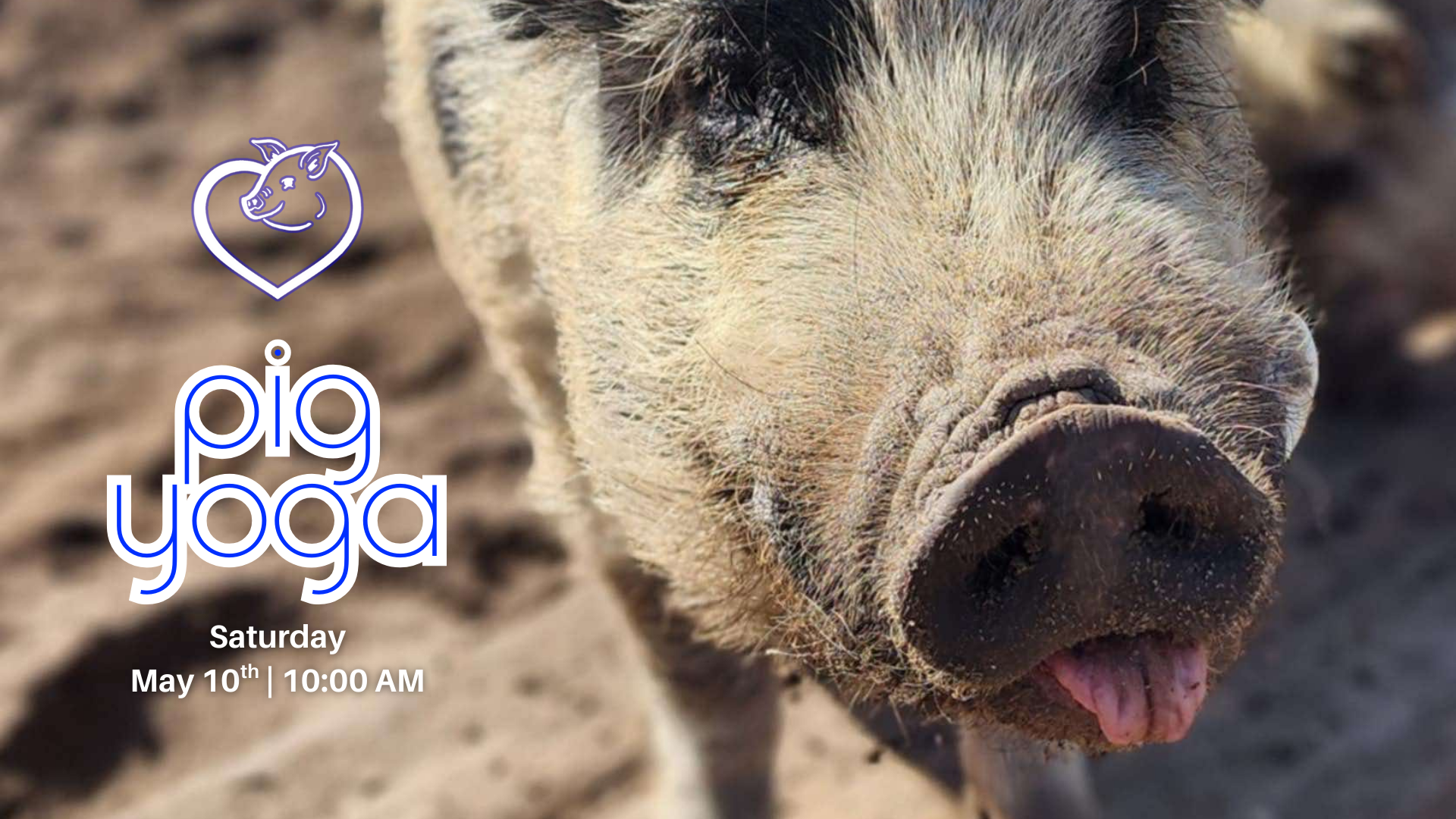 Campaign cover image for Pig Yoga @ Cotton Branch