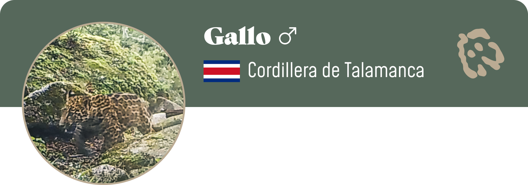 Campaign cover image for Adopt Gallo