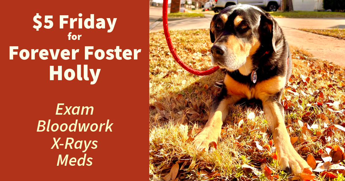 Campaign cover for $5 Friday for Forever Foster Holly