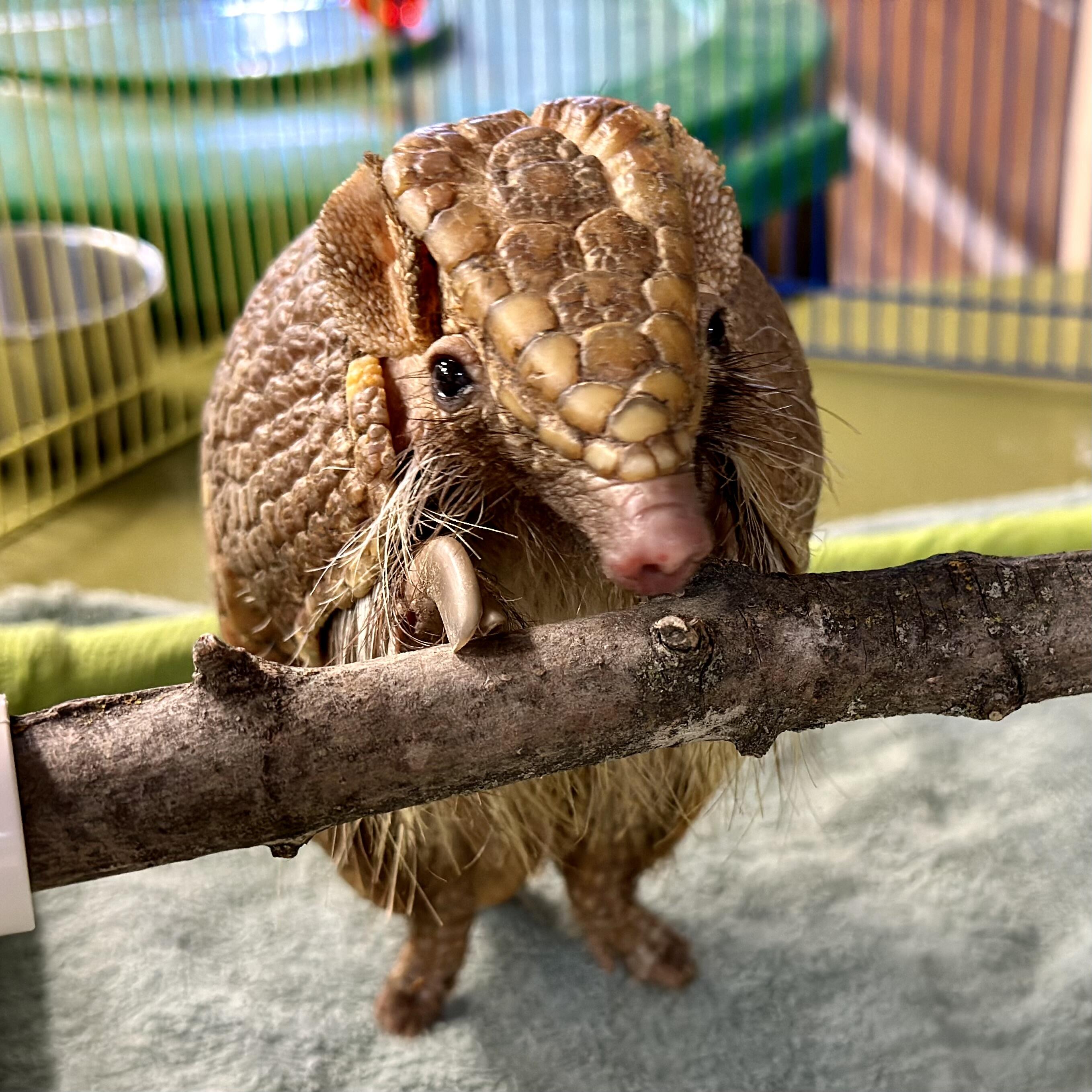 Campaign cover image for Adopt an Animal