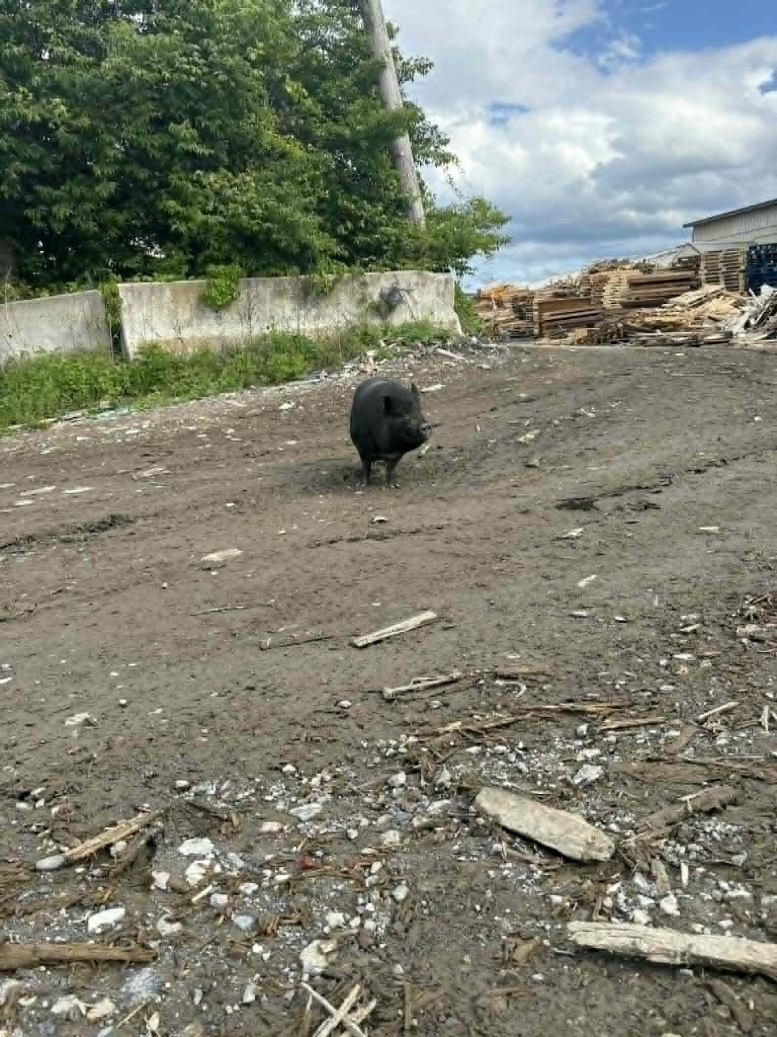 Campaign cover for 🎤 Meet Amy Swinehouse… the piggy who followed her way to safety 🐽💔➡️💖