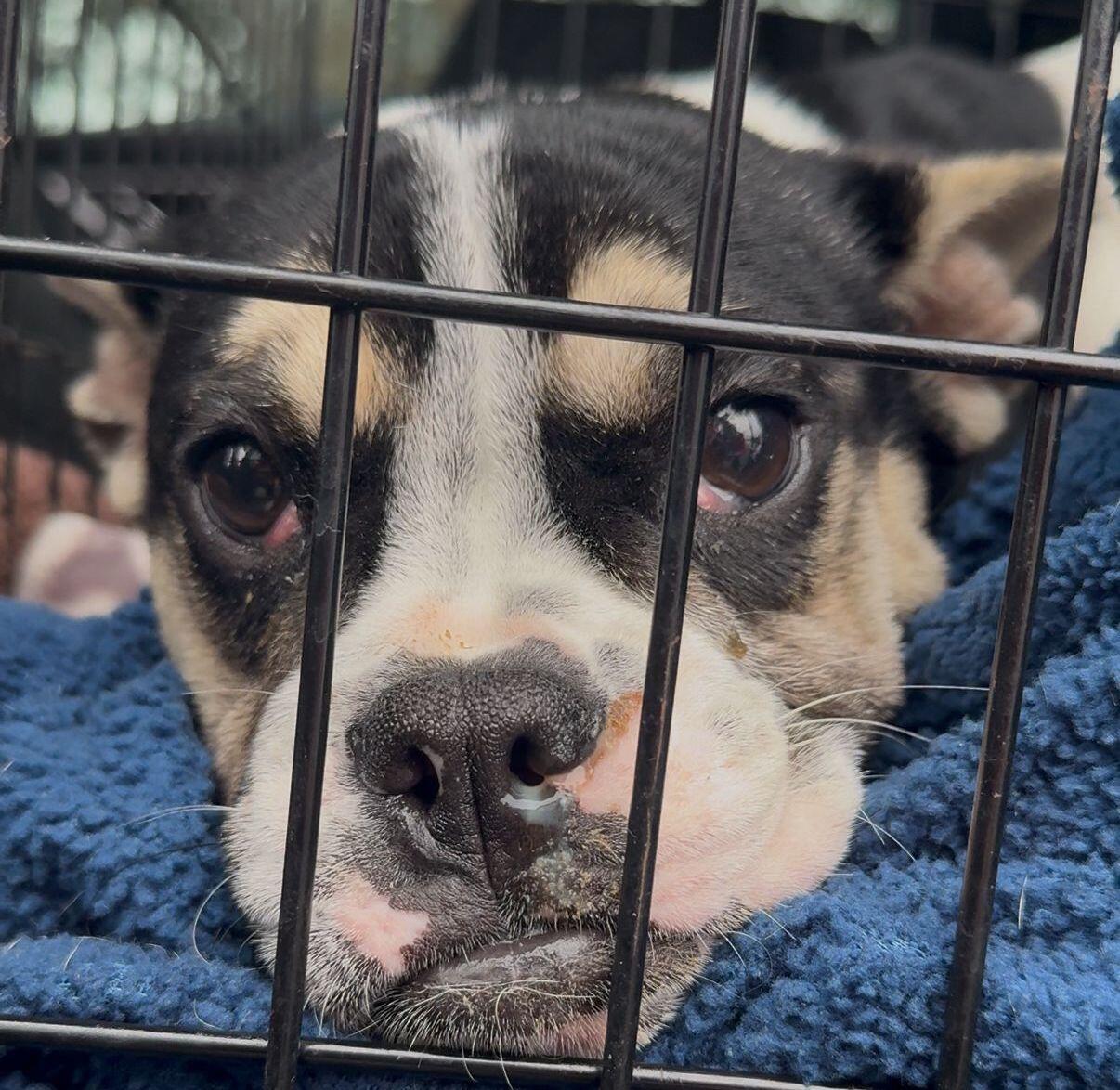 Campaign cover image for Grace is Fighting For Her Life