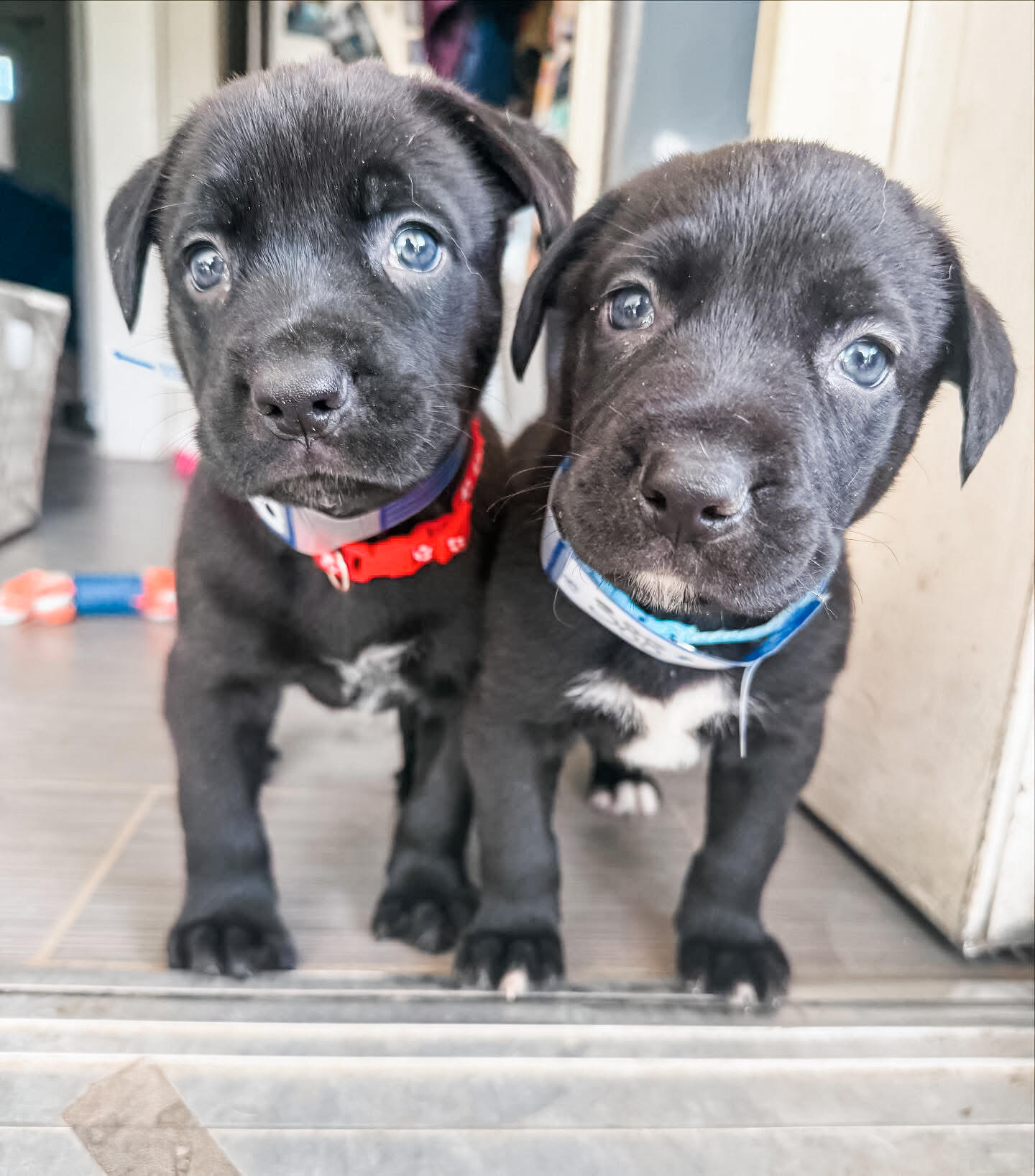 Campaign cover image for Donate to Colorado Puppy Rescue