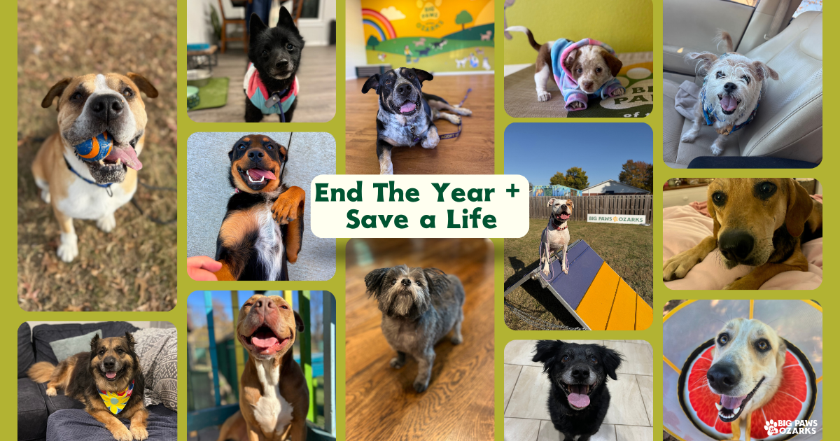 Campaign cover image for End The Year By Saving A Life