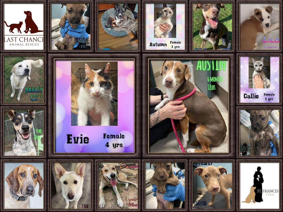 Campaign cover image for June 13 Freedom Ride