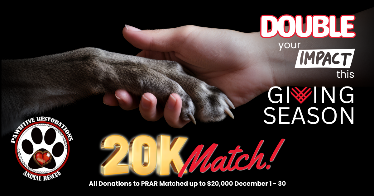 Campaign cover image for Pawsitive Impact Match: Double Your Impact This Giving Season