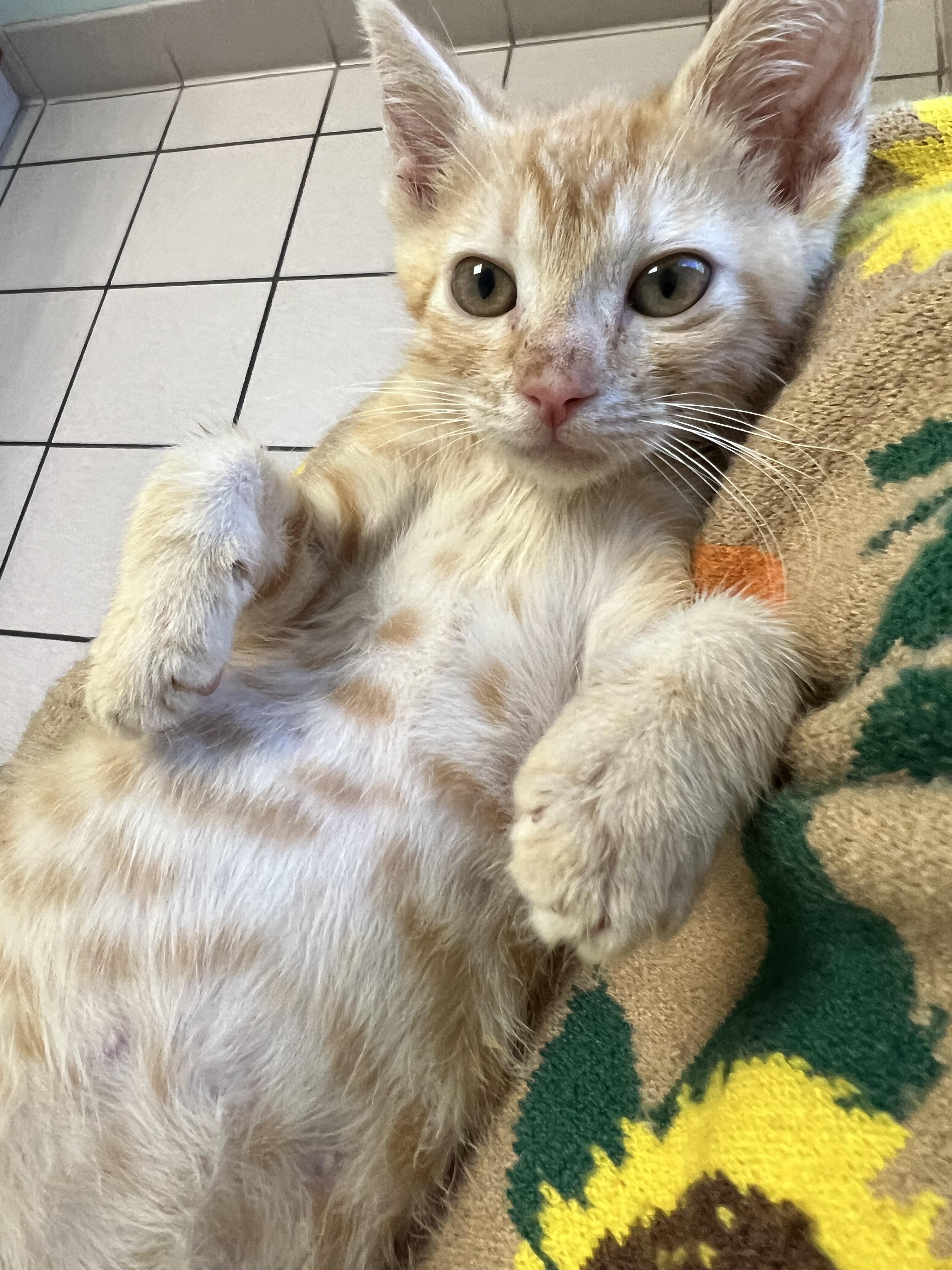 Campaign cover image for Rueben our FIP Warrior needs your help!