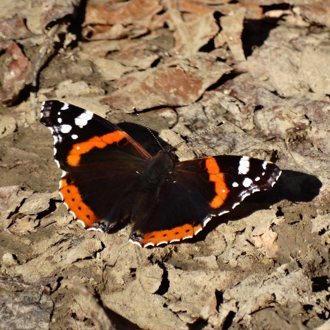 Campaign cover image for Pollinator Gardens: Overwintering Pollinators