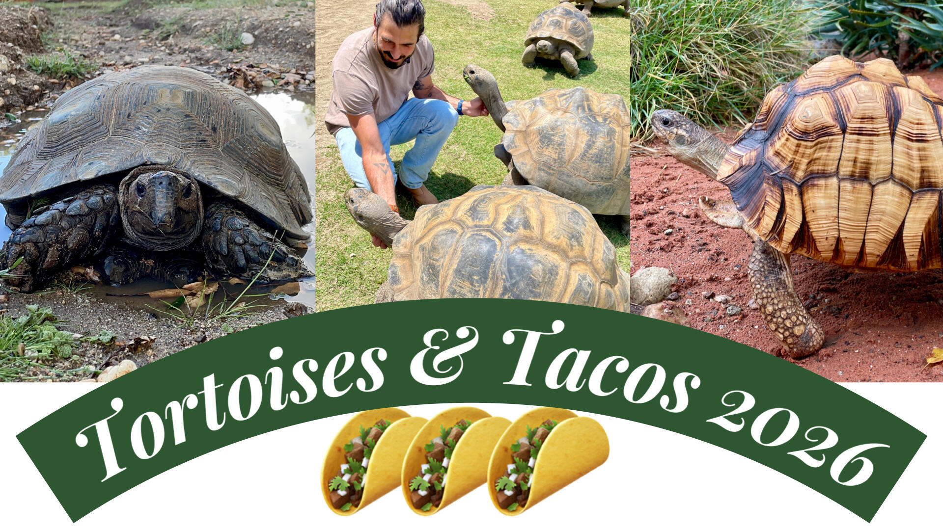 Campaign cover image for Tortoises & Tacos 2026