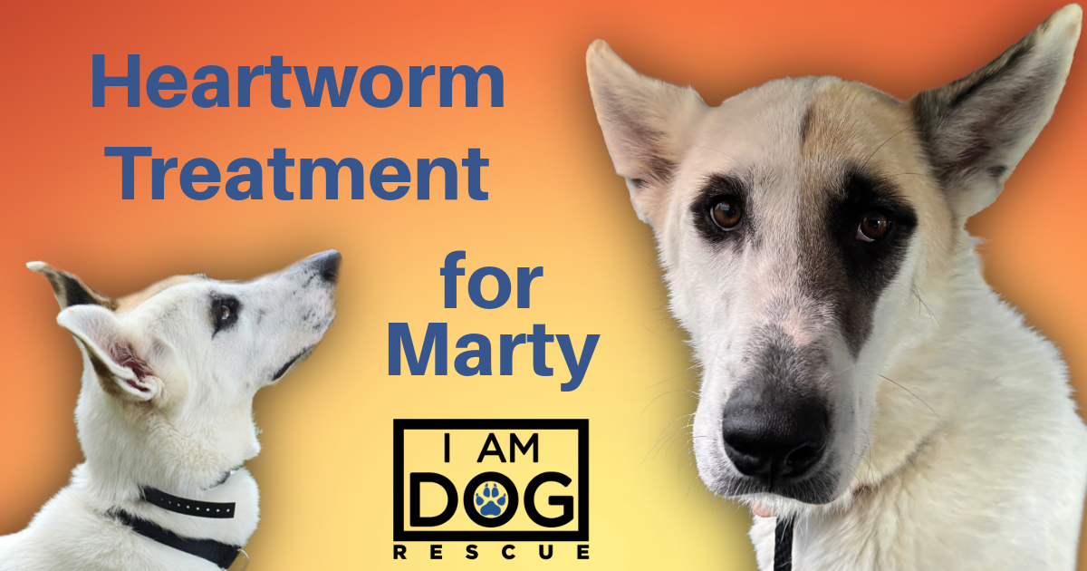 Campaign cover for Help with Marty's Heartworm Treatment