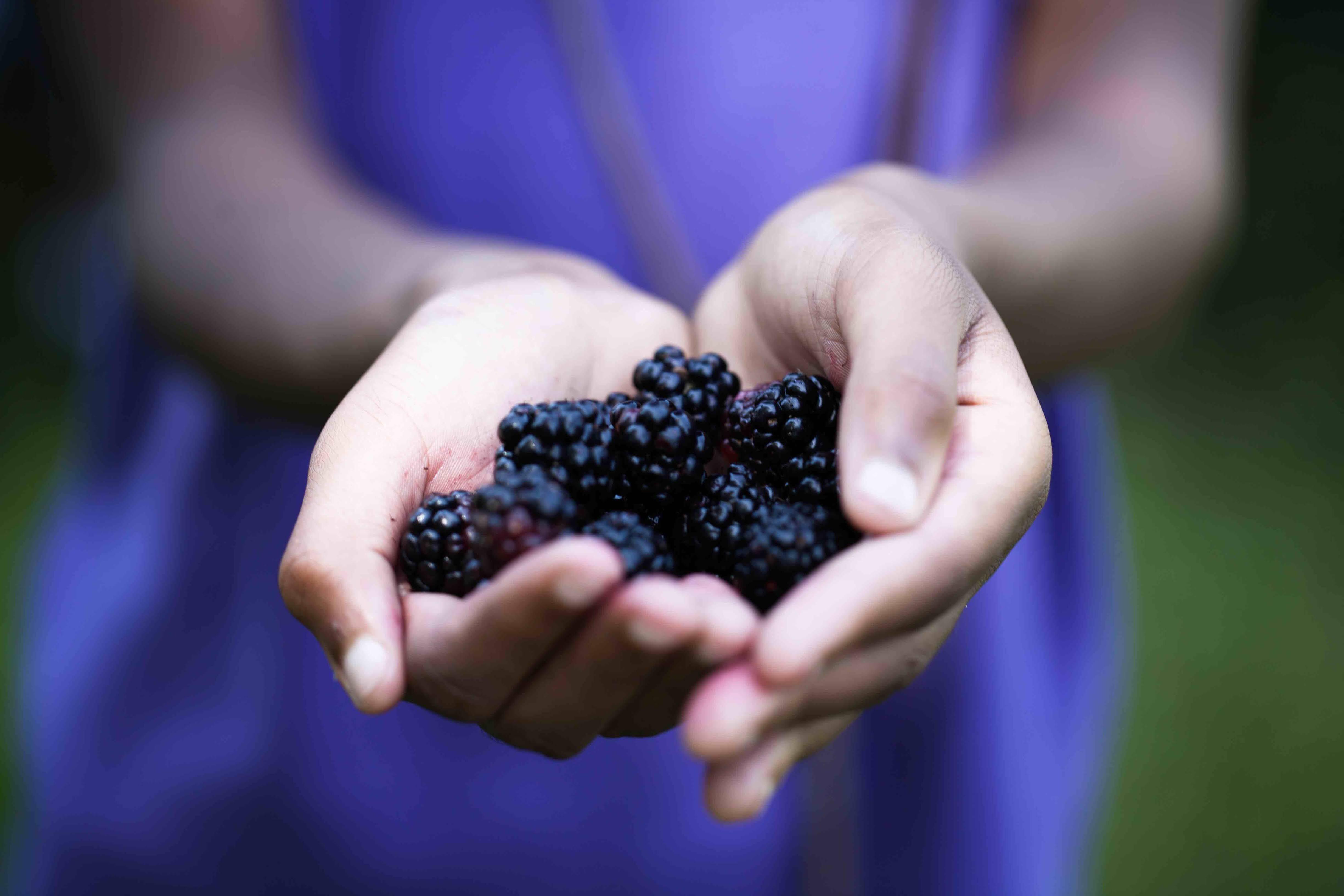 Campaign cover image for 2025 Summer Garden Co-op