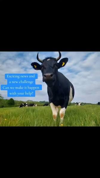 Campaign cover image for HEIFER PROJECT