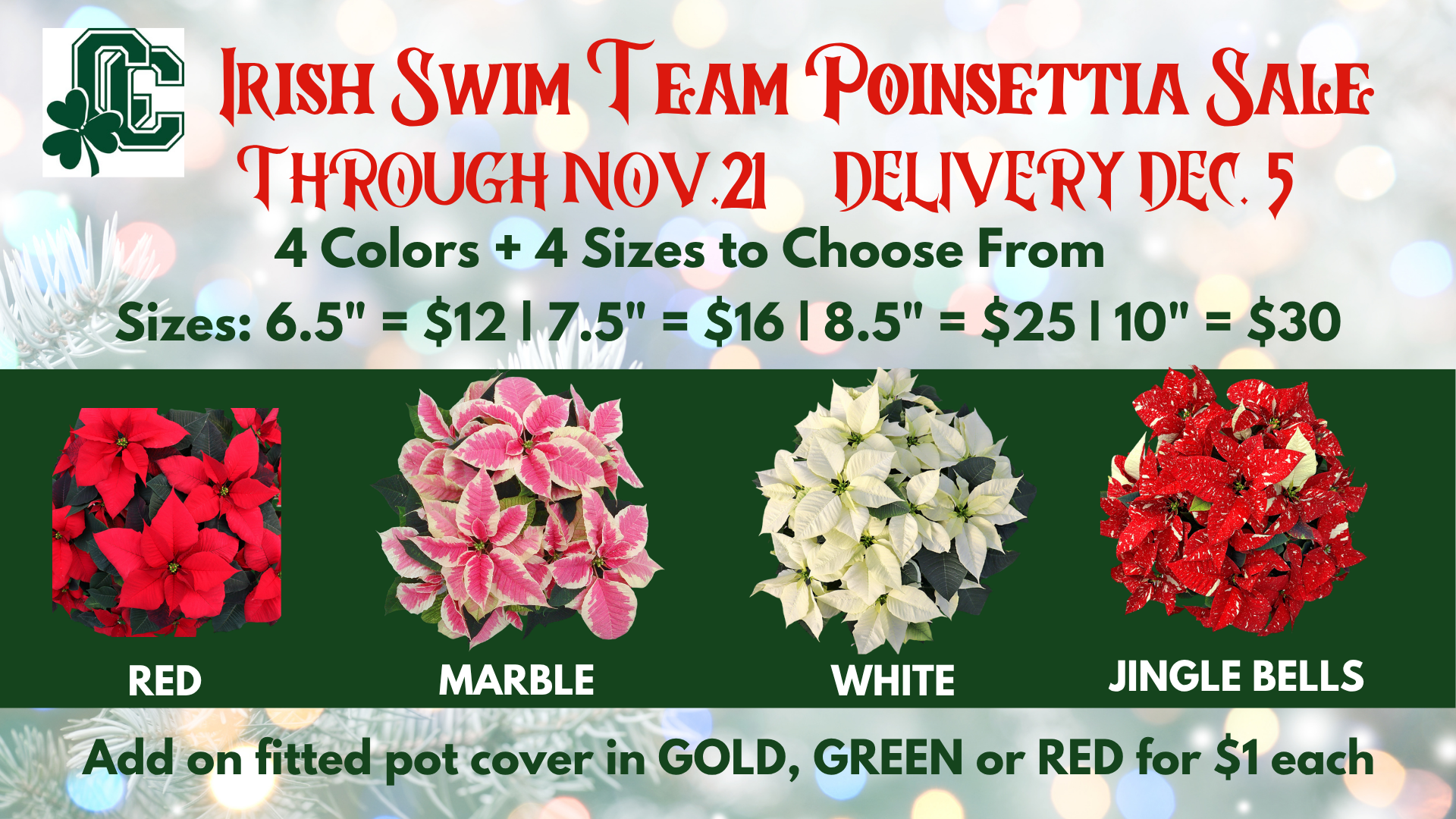 Campaign cover image for Irish Swimming Poinsettia Sale