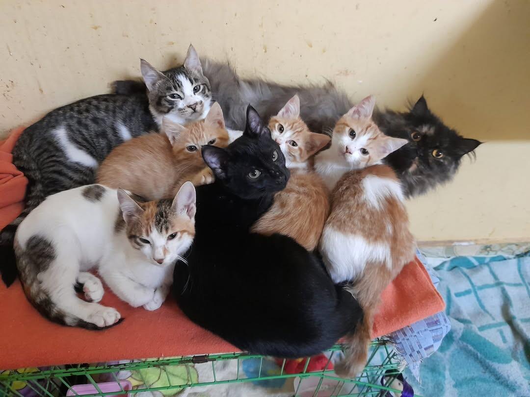 Campaign cover image for Help Mounira's Cat Shelter Continue Rescuing Cairo's Stray Cats