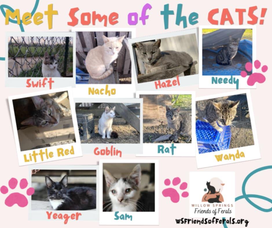 Campaign cover image for The Ringo Colony