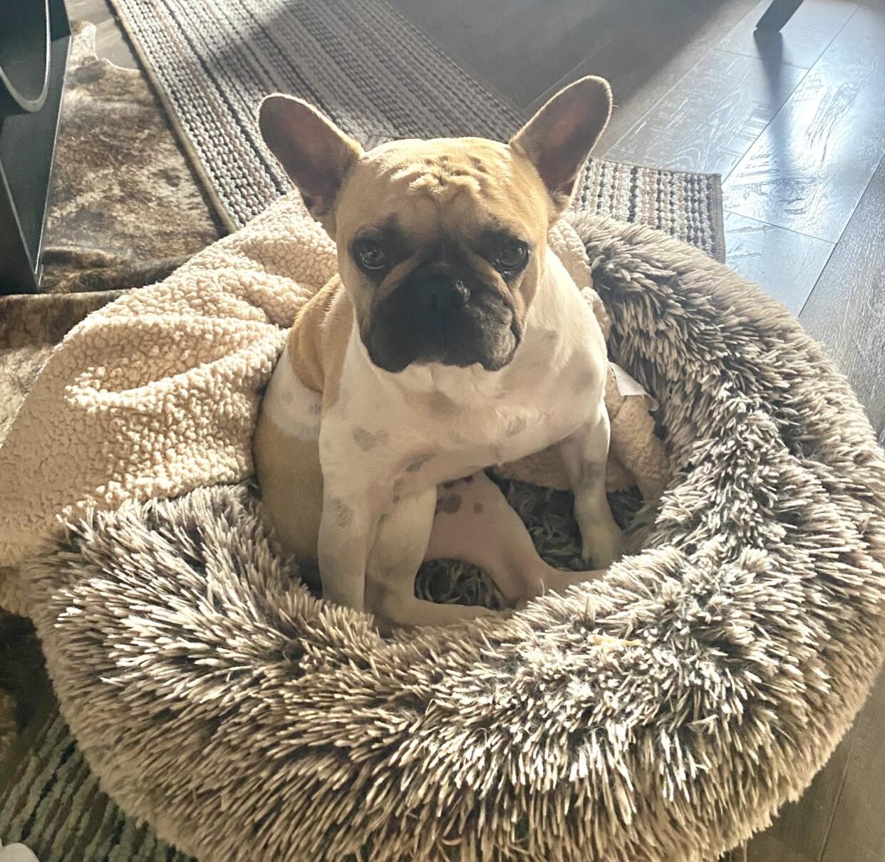 Campaign cover image for Honoring Blaze this Giving Tuesday