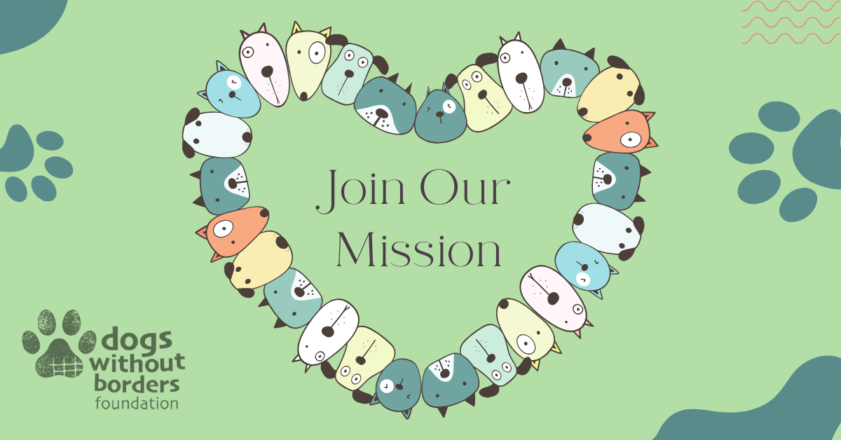 Campaign cover image for Dogs Without Borders Foundation Monthly Mission