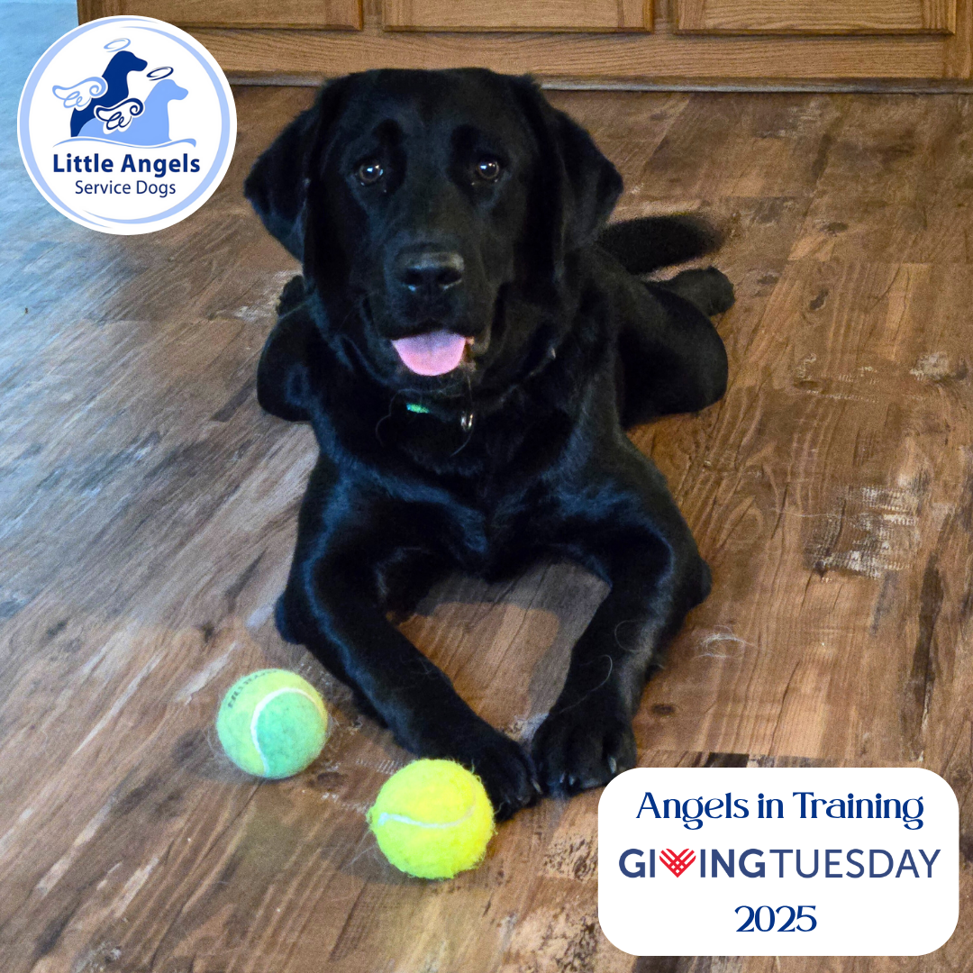 Campaign cover image for Angels in Training - Giving Tuesday 2025