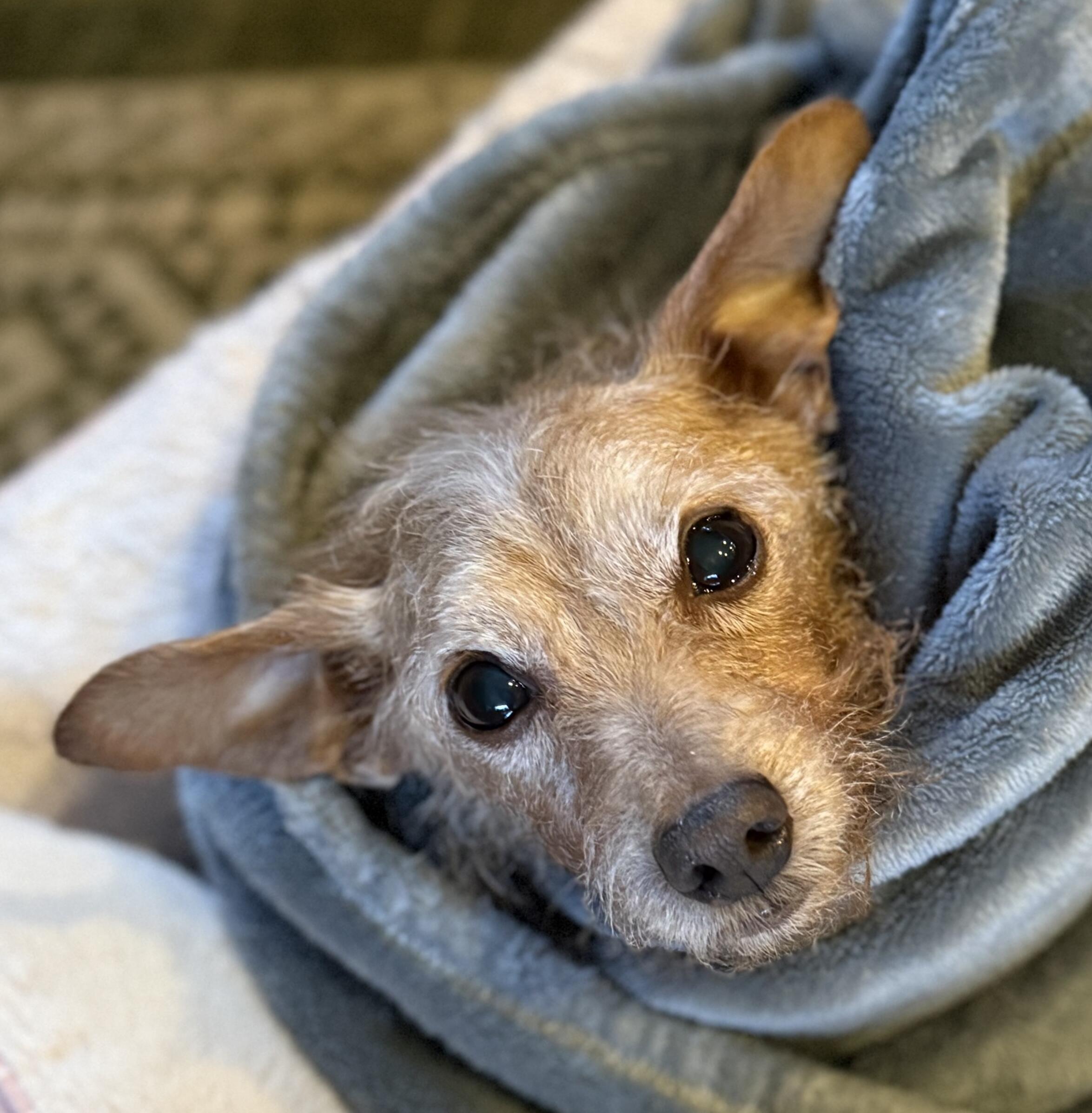 Campaign cover for ❤️ Sponsor Nutmeg ❤️