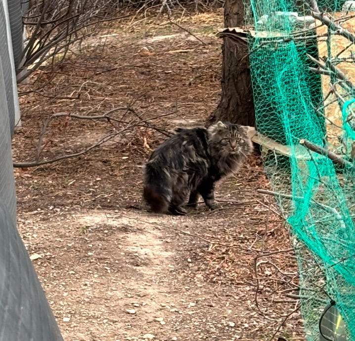 Campaign cover image for Fix-A-Feral Challenge: Help Cats in Your Community!