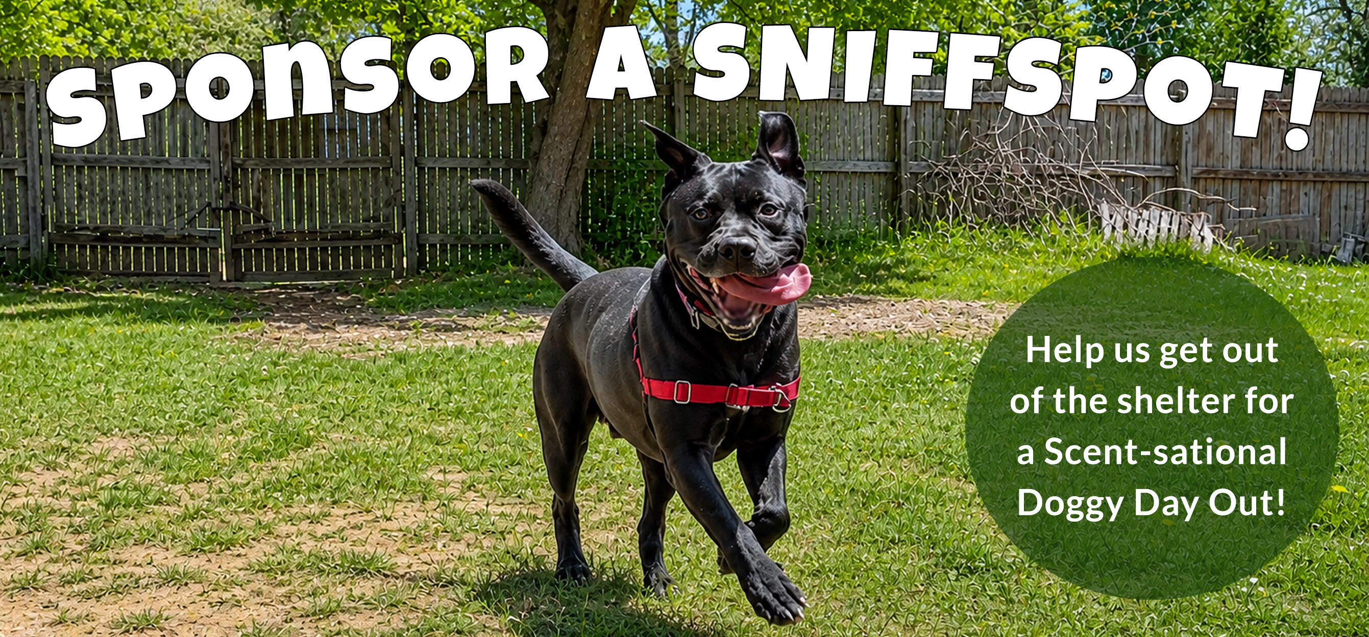 Campaign cover image for Sponsor a Sniffspot Session for a Shelter Dog!