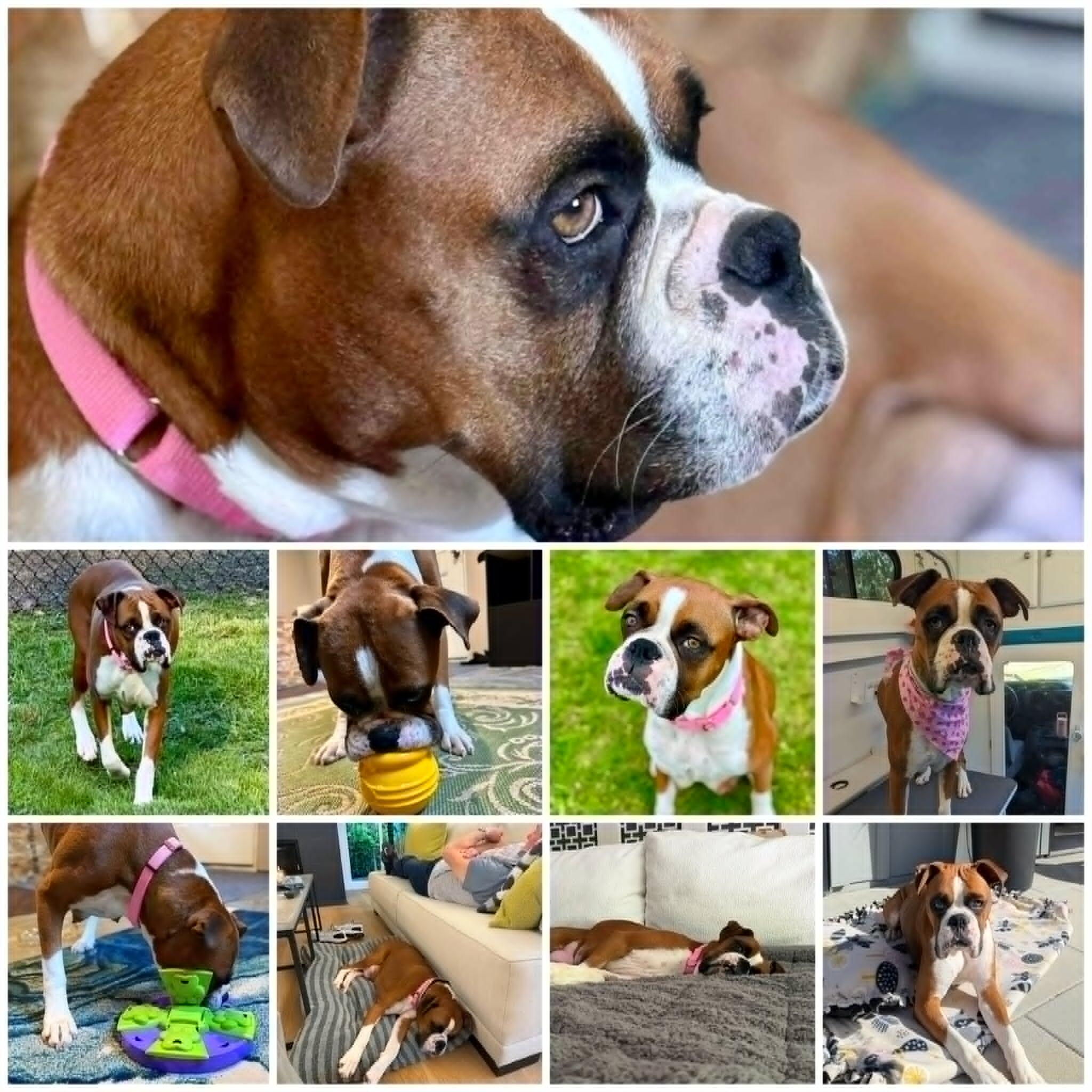 Campaign cover image for GiveBIG for Vida's Brachycephalic Airway Syndrome Surgery