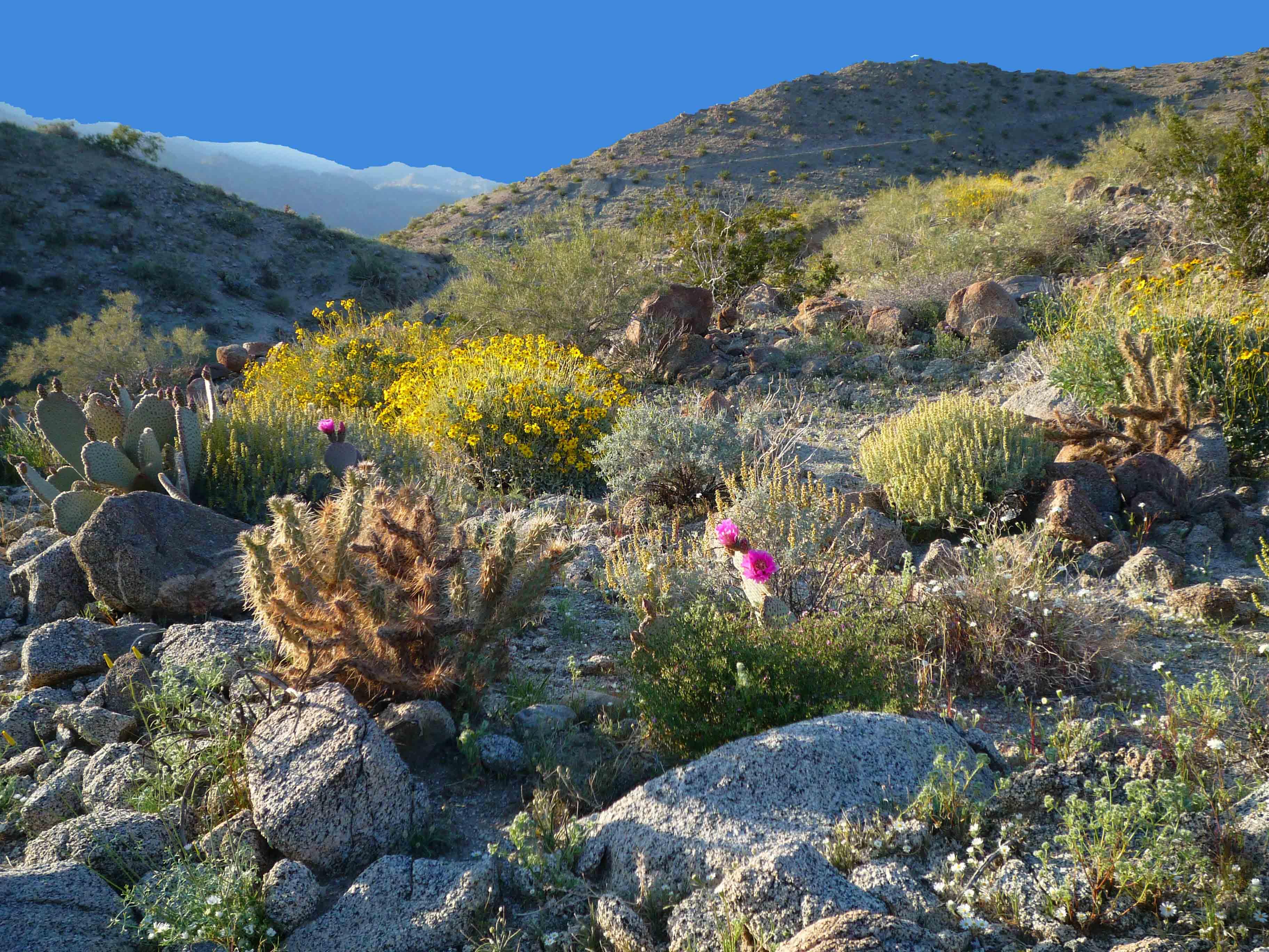 Campaign cover image for Native Planting Lecture at CINC