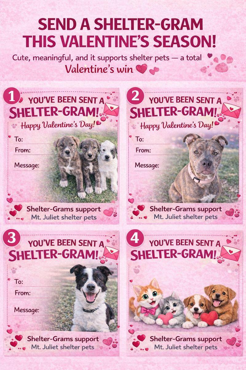 Campaign cover image for MJ Animal Shelter Valentine Shelter Grams