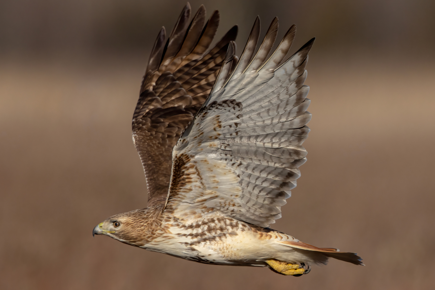 Campaign cover image for October Birding at Thorn Preserve