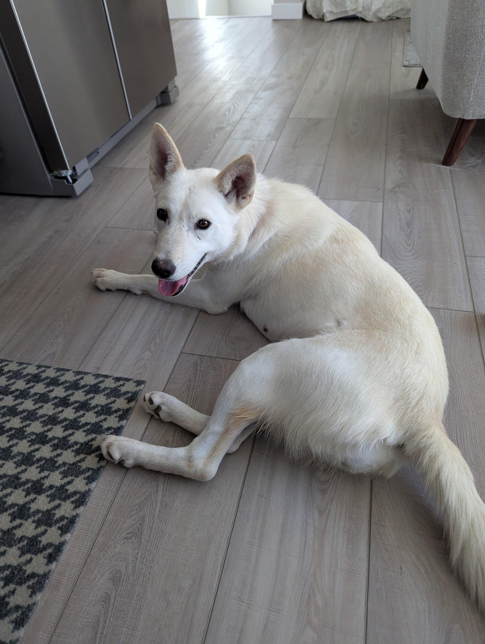 Campaign cover image for Mash Needs a MRI!