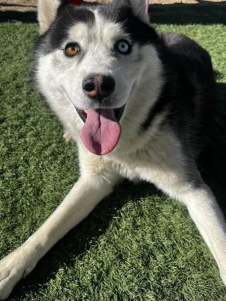 Campaign cover image for 🧡 MACAROON IS SAFE WITH WOOF TRIBE 🧡