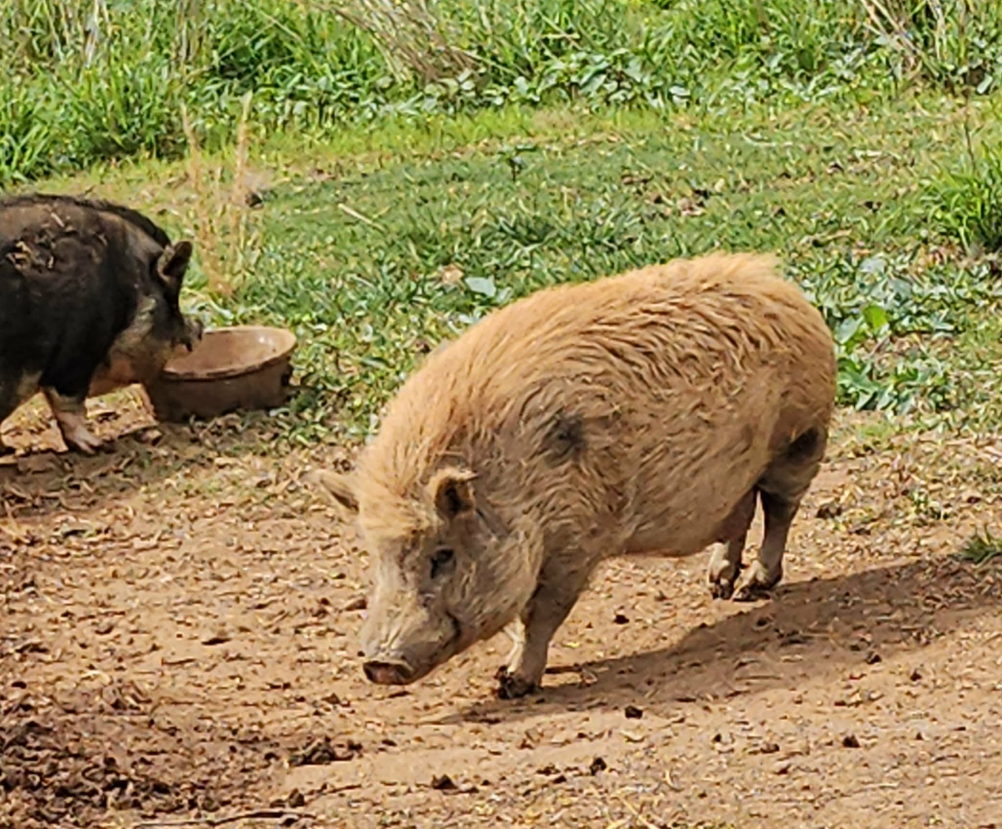 Campaign cover for Fill the Piggie Bank