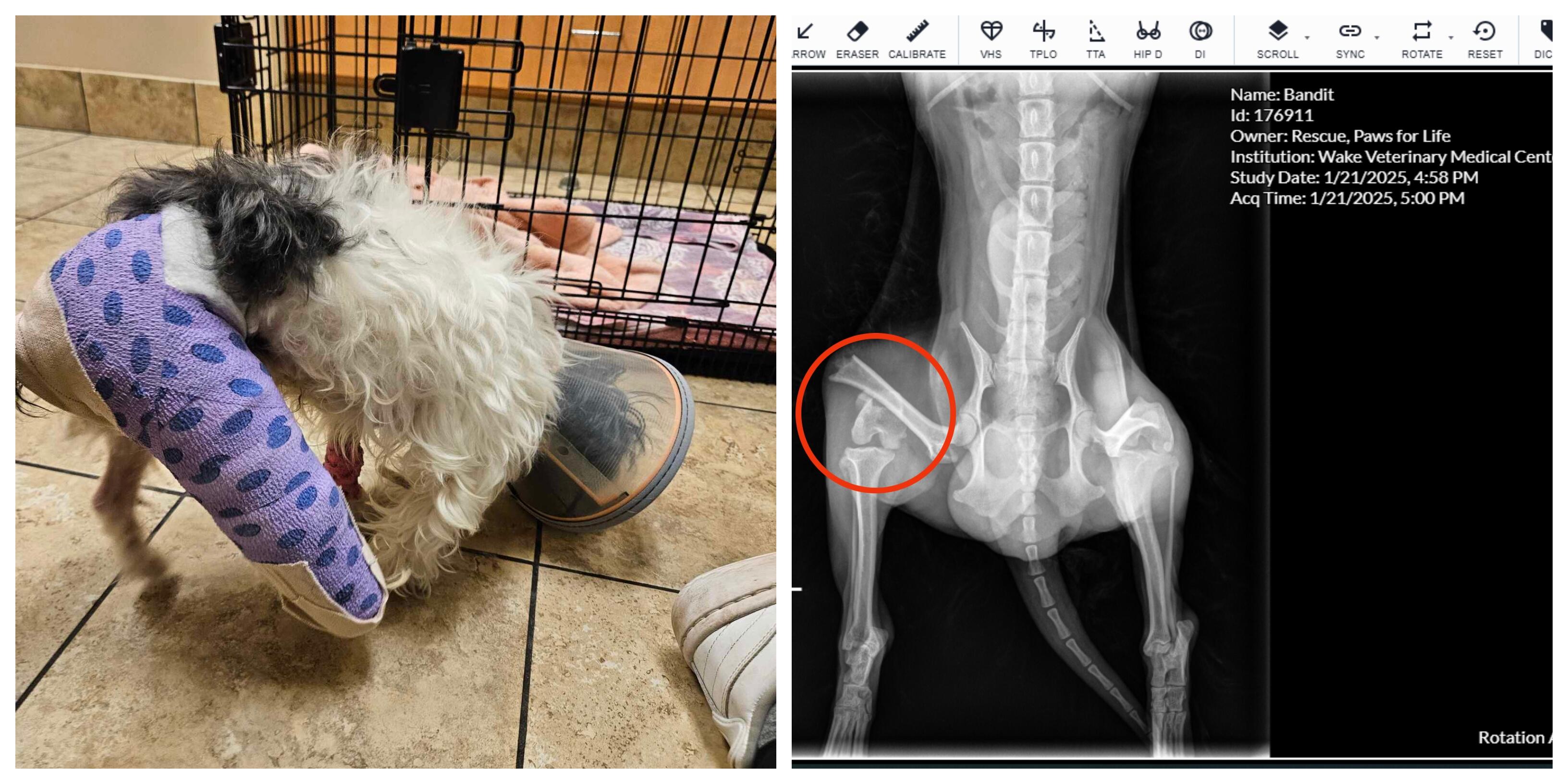 Campaign cover image for Bandit's Broken Leg