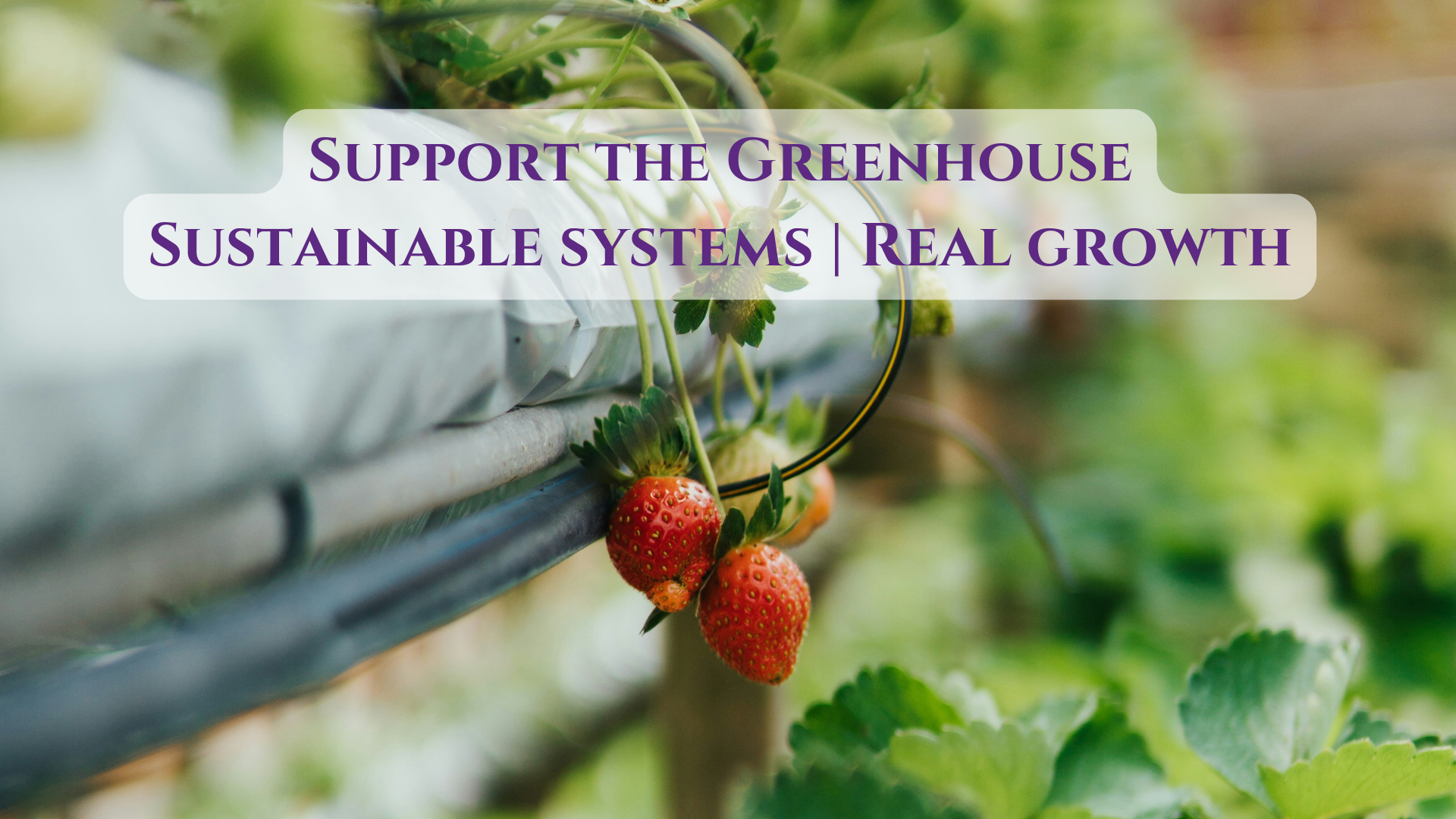 Campaign cover for SonHaven Greenhouse Project