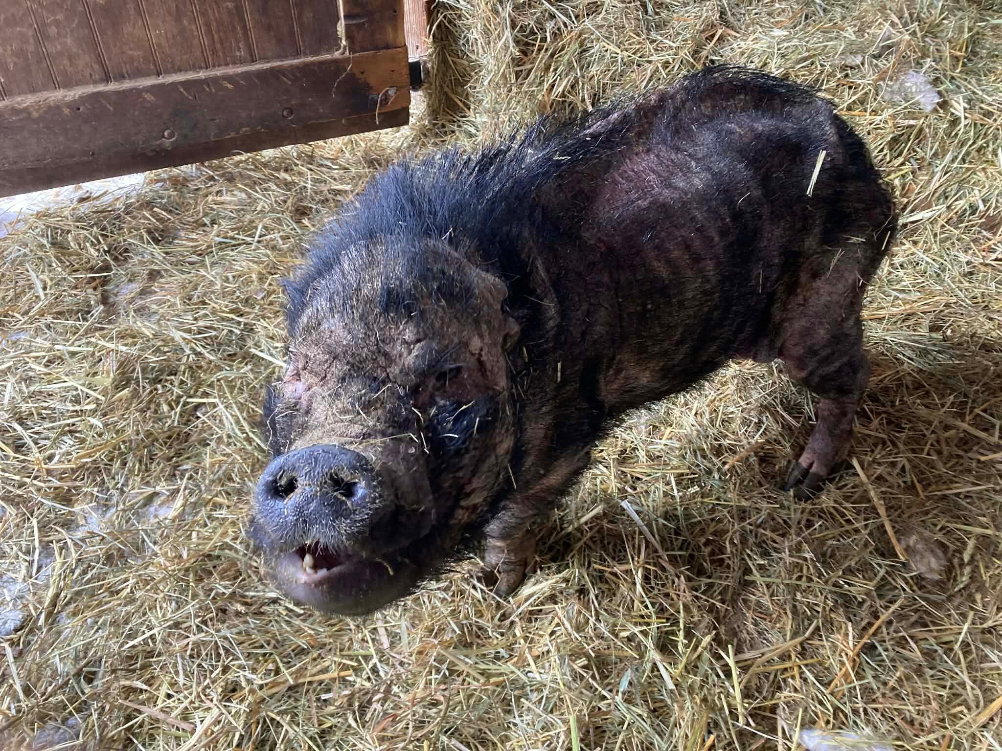 Campaign cover for 🚨 URGENT: Gem Needs Our Help 🚨🐷