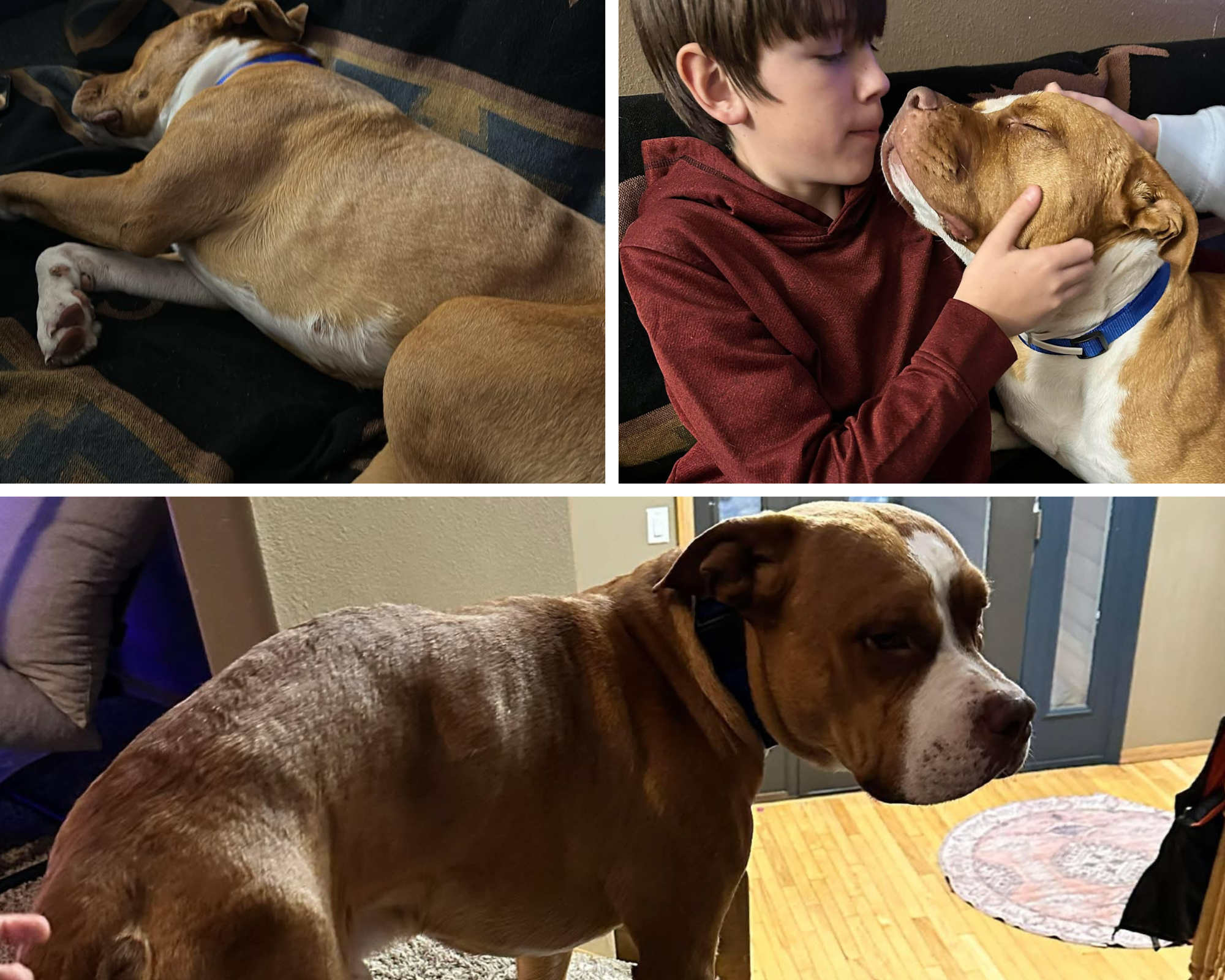 Campaign cover image for Help Hugo Heal