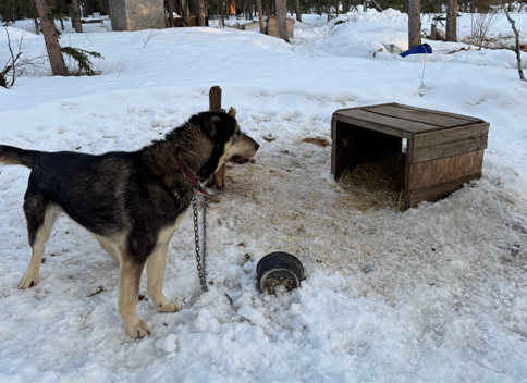 Campaign cover image for SPONSOR NEEDED FOR YUKON $420