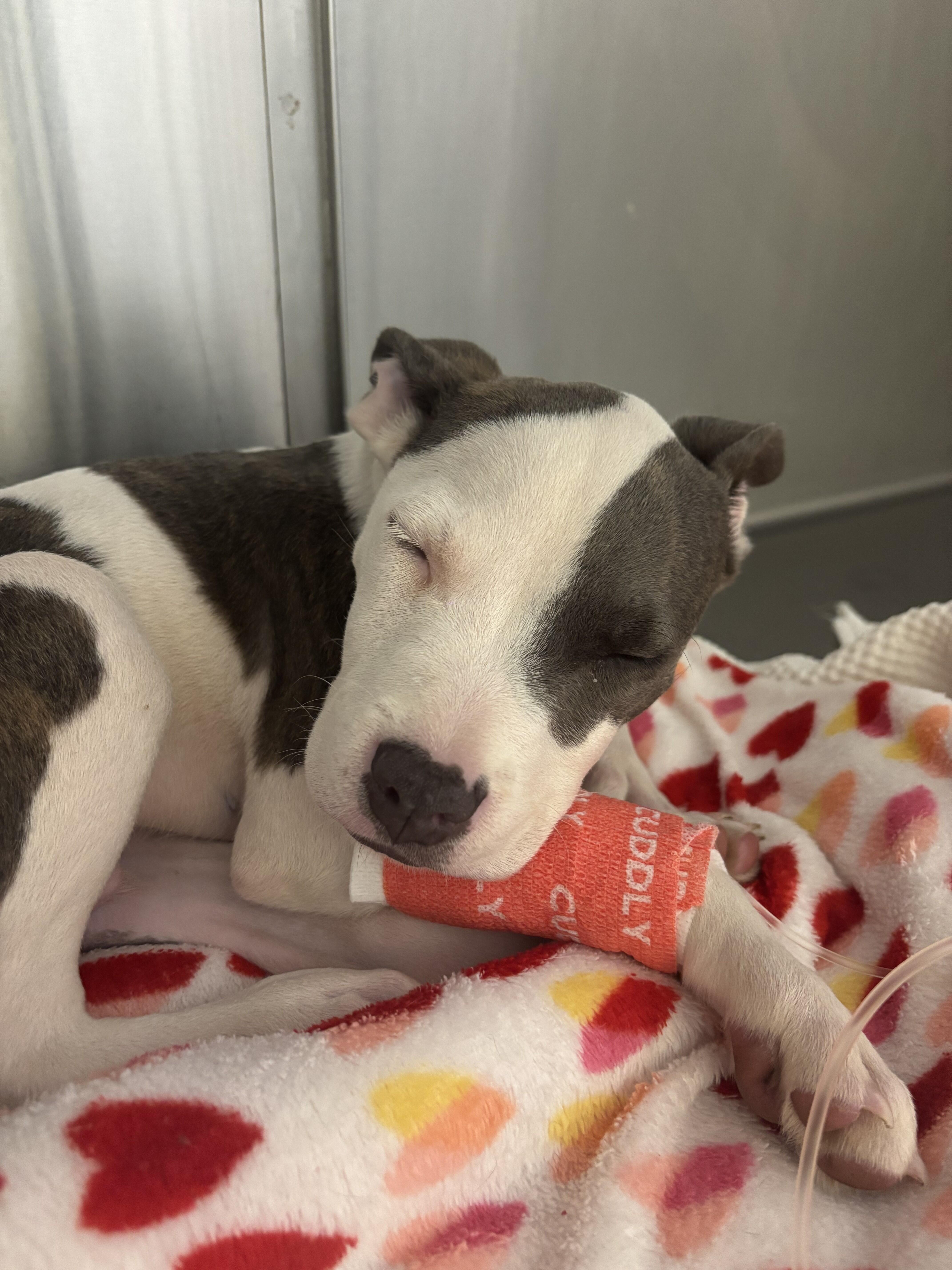 Help Boo beat Parvo | CENTER FOR ANIMAL RESCUE & ENRICHMENT OF ST LOUIS ...