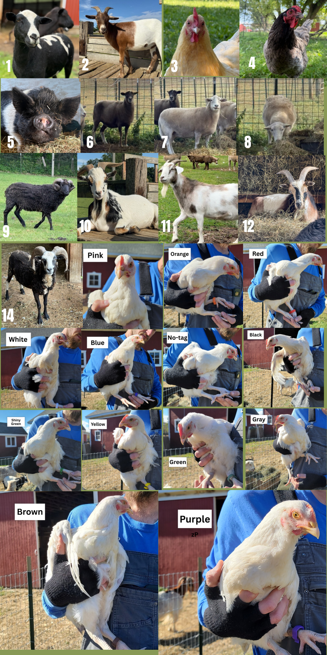 Campaign cover for Name & Sponsor An Animal