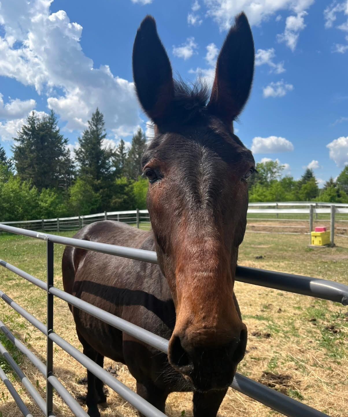 Campaign cover image for Pete Horse Sponsorship